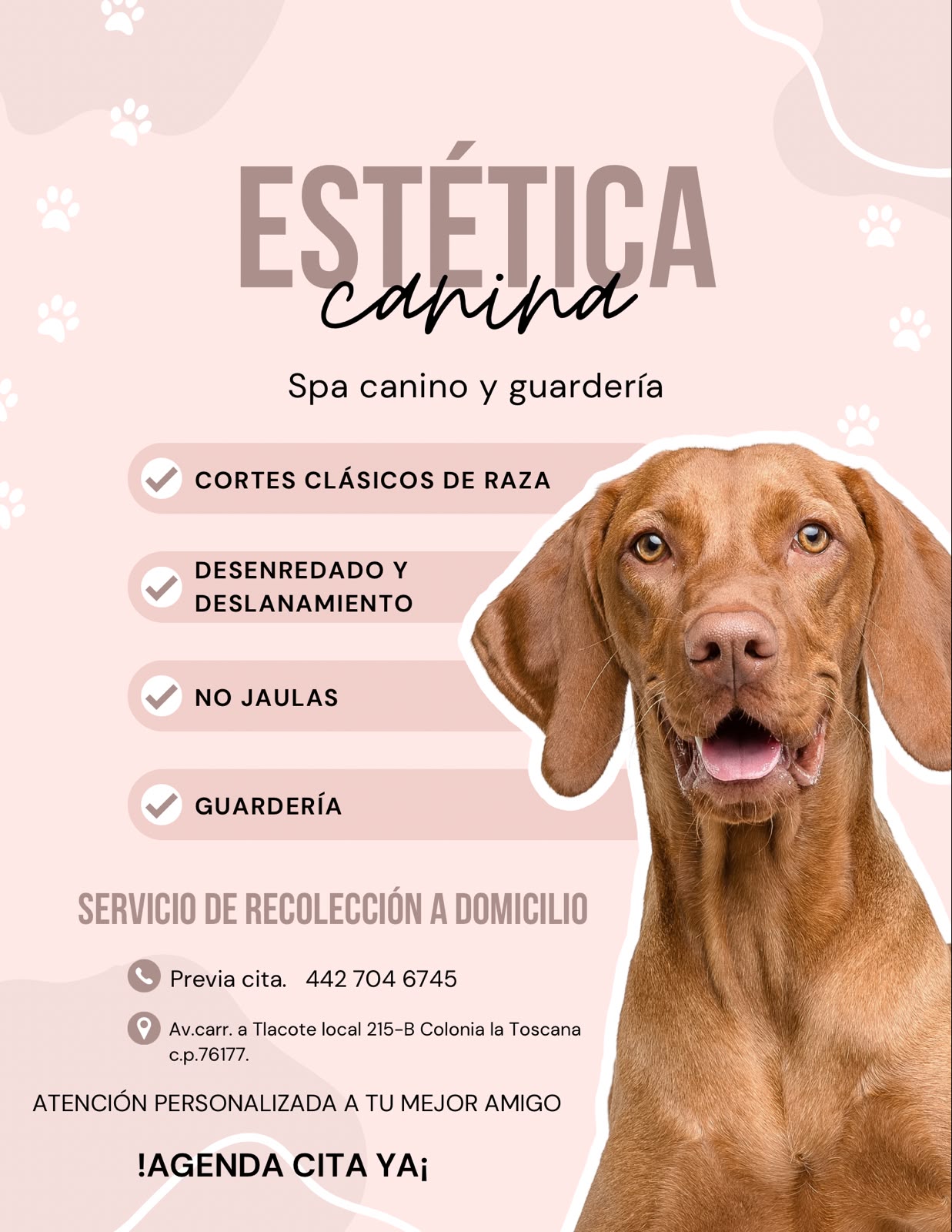 Perro con gorro de baño y un patito de goma