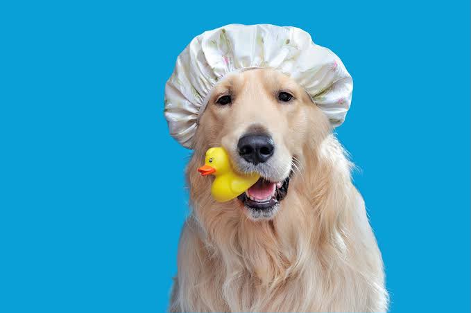 Perro con gorro de baño y un patito de goma